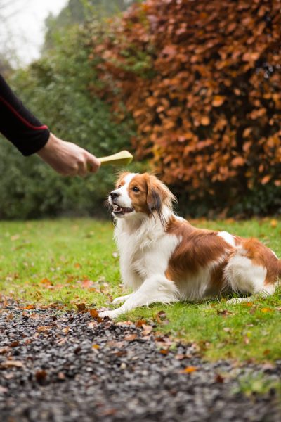 hond stimuleren tijdens fotoshoot met speeltje
